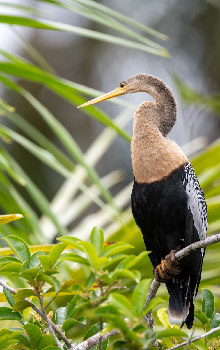 Anhinga - ML646281931