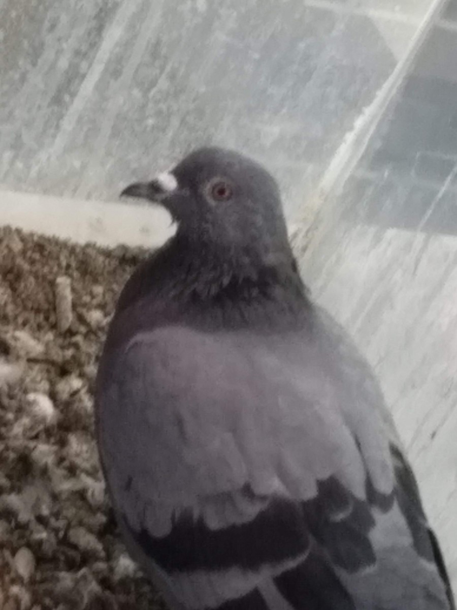 יונת בית - ML646281932