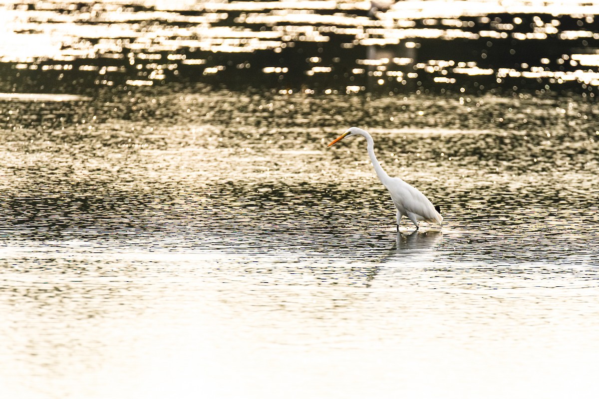 Great Egret - ML646281934