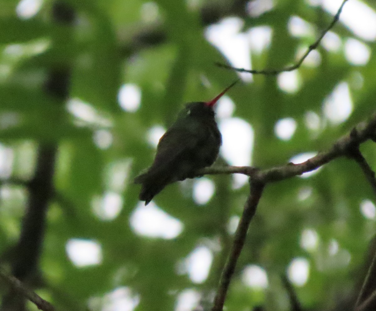 Broad-billed Hummingbird - ML646281935