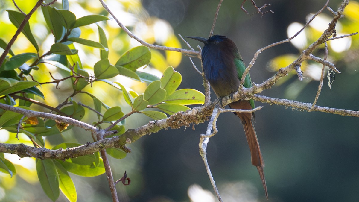 Purple-bearded Bee-eater - ML646281936