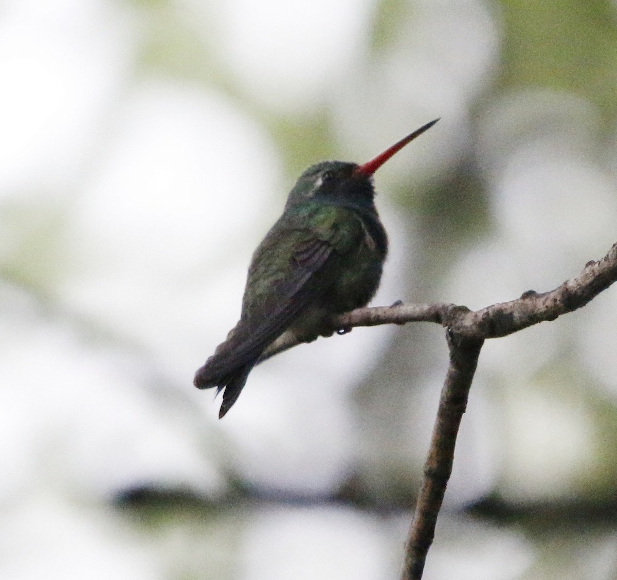Broad-billed Hummingbird - ML646281937