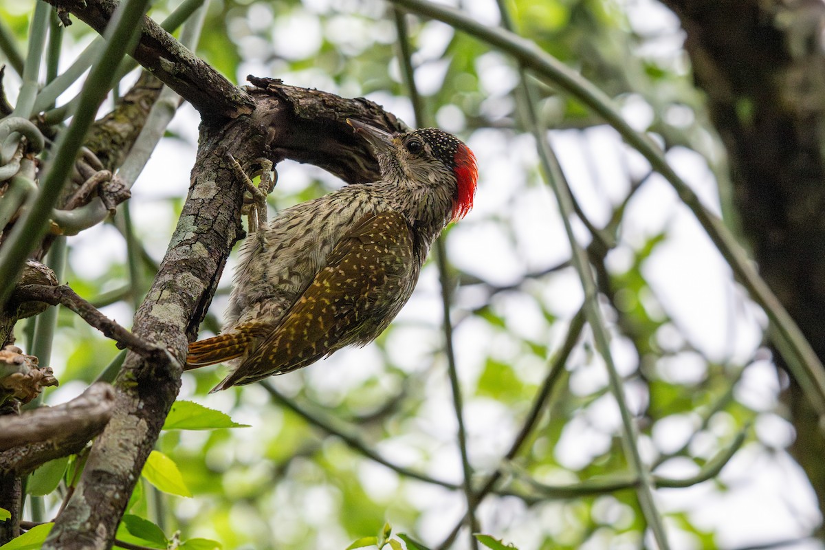 Golden-tailed Woodpecker - ML646281938