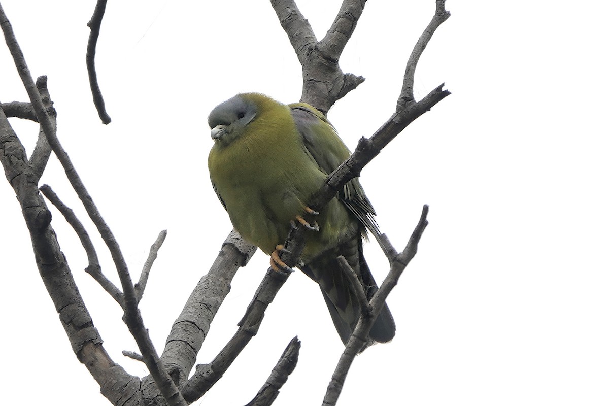 Yellow-footed Green-Pigeon - ML646281940
