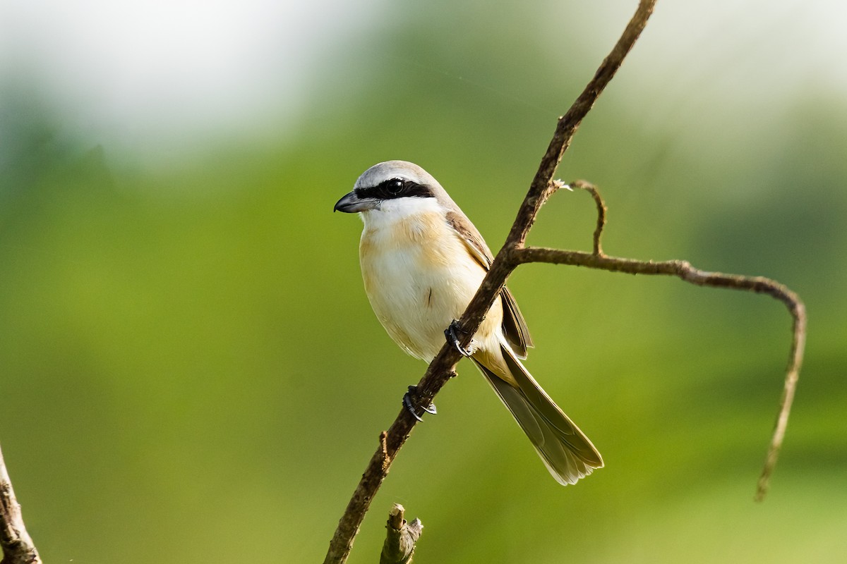 חנקן חום - ML646281941
