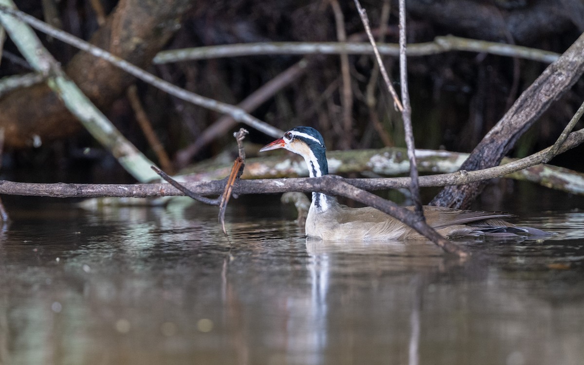 Sungrebe - ML646281942