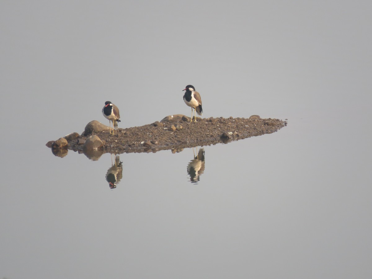 קיווית אדומת-משקפיים - ML646281943