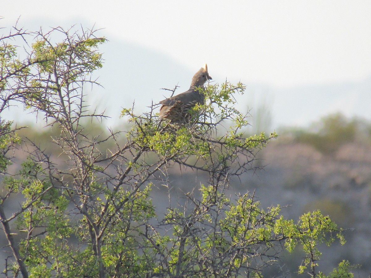 Scaled Quail - ML646281944