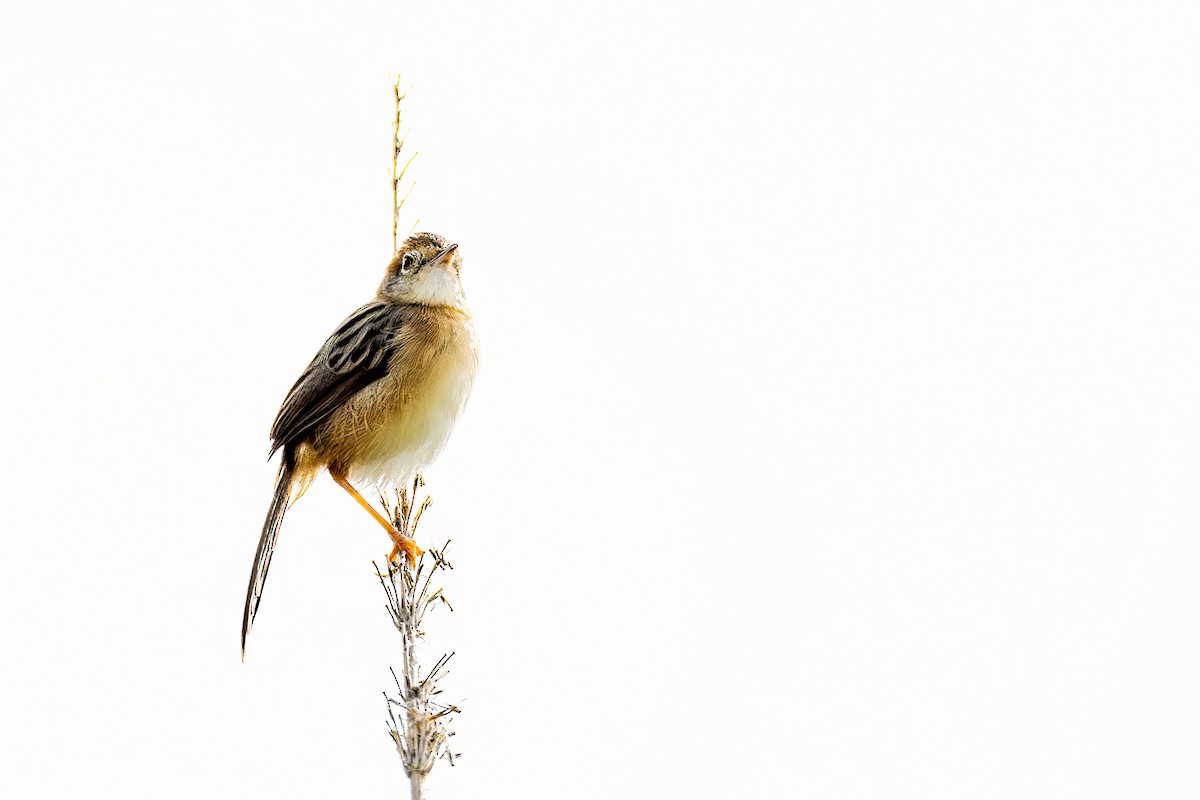 Tawny Grassbird - ML646281945