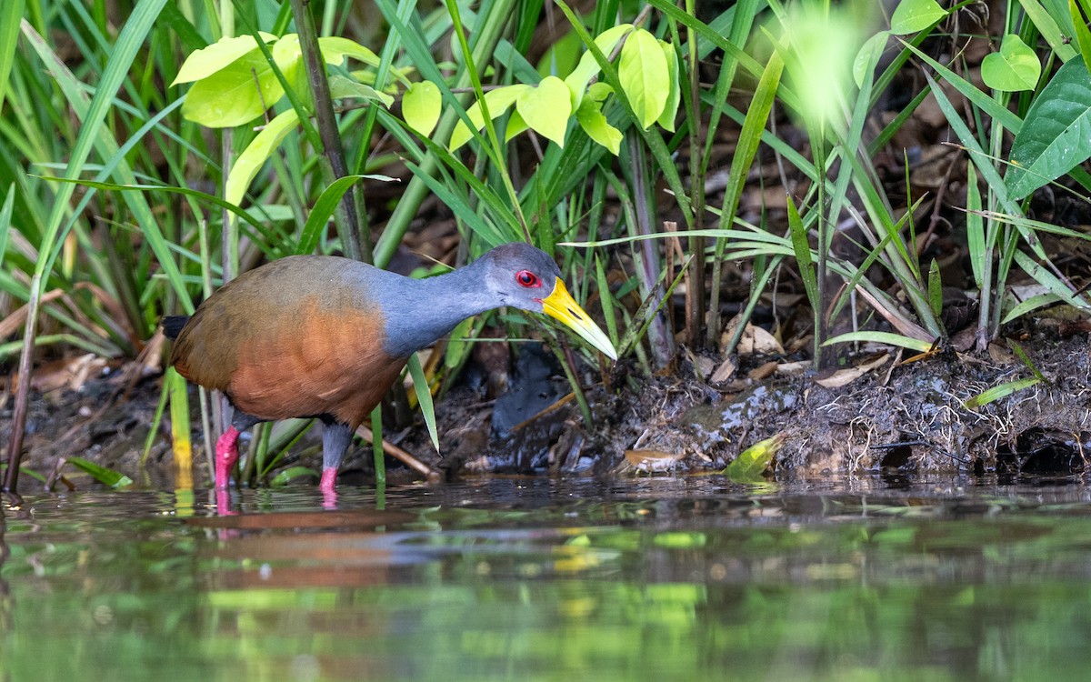 Gray-cowled Wood-Rail - ML646281947