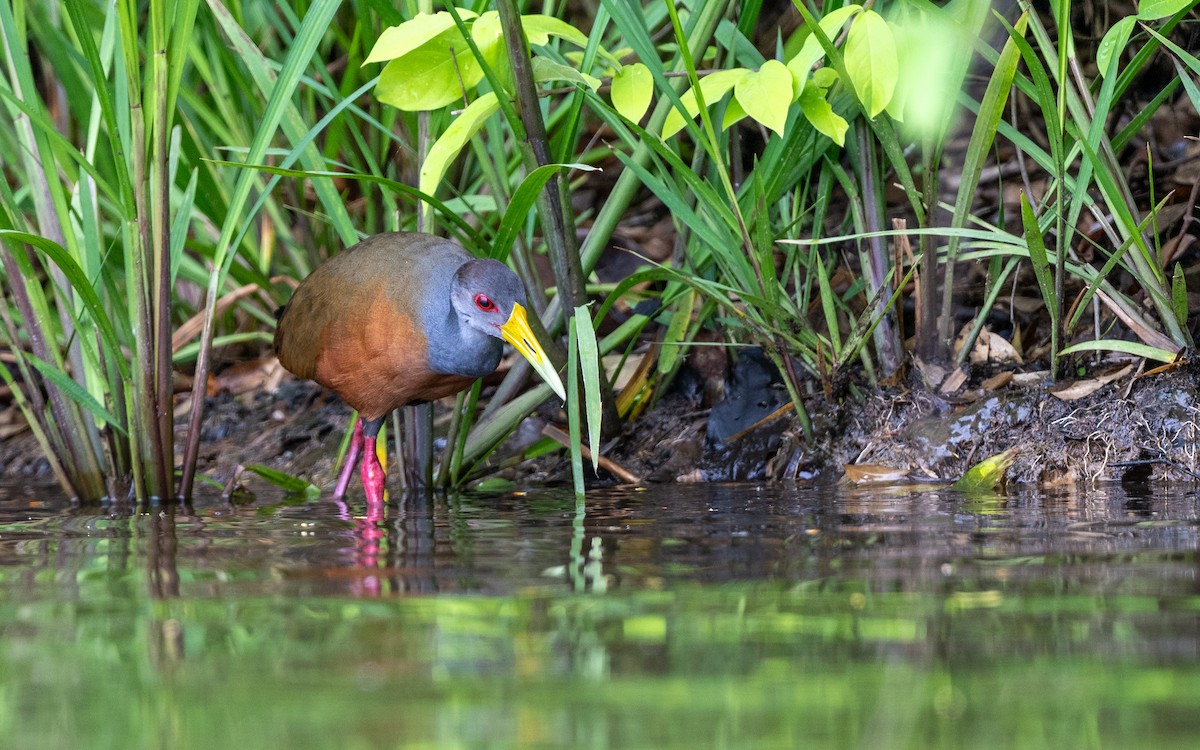 Gray-cowled Wood-Rail - ML646281948