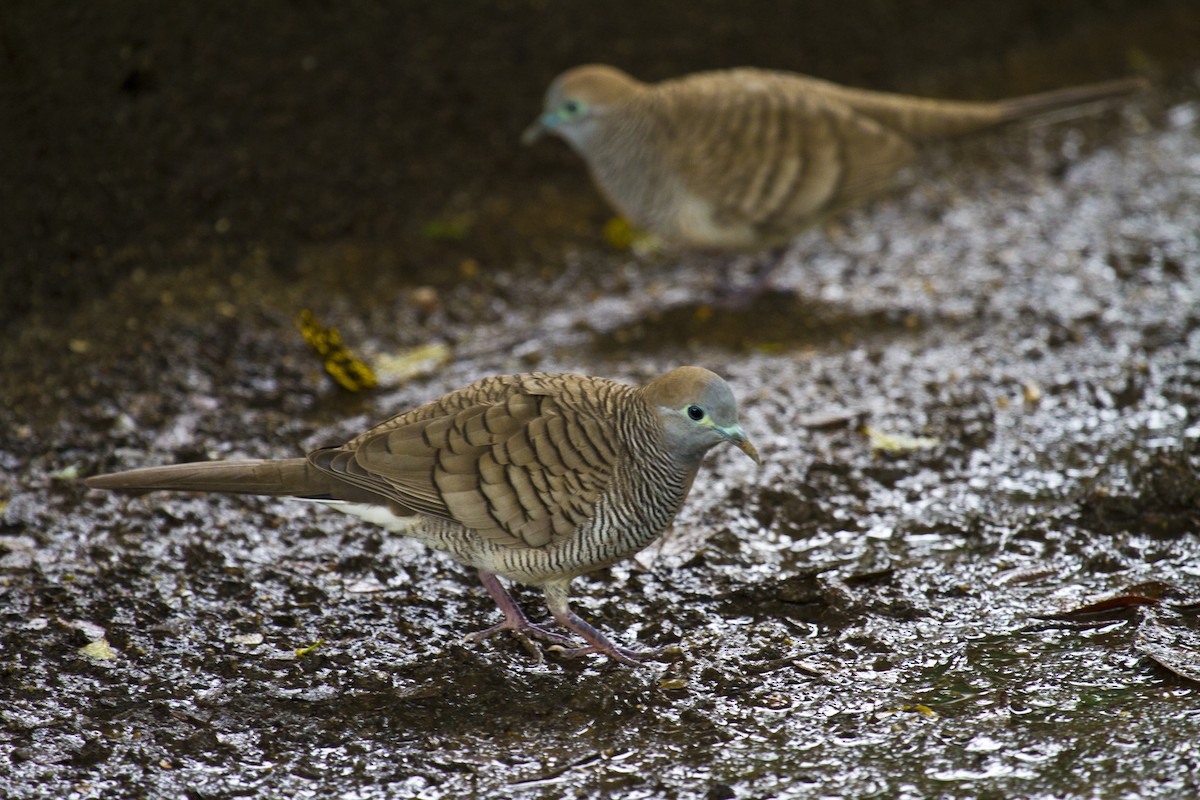 Zebra Dove - ML646281954