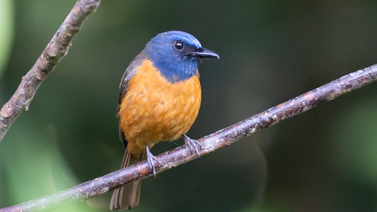 Blue-fronted Flycatcher - ML646281958