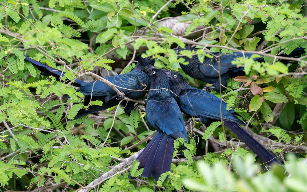 Greater Ani - ML646281959