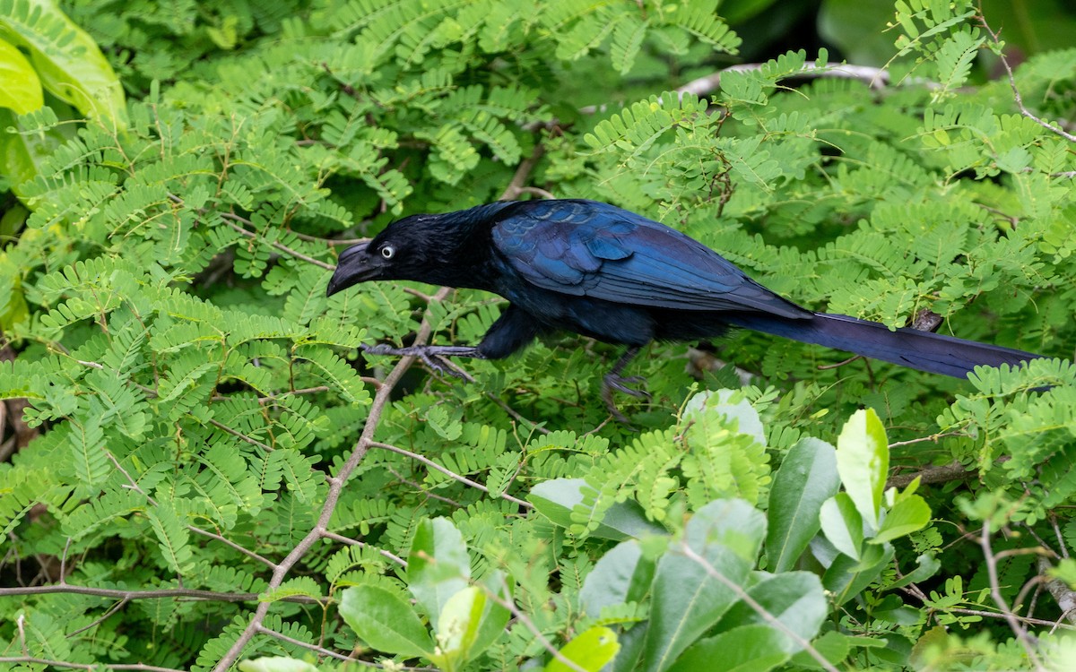 Greater Ani - ML646281960