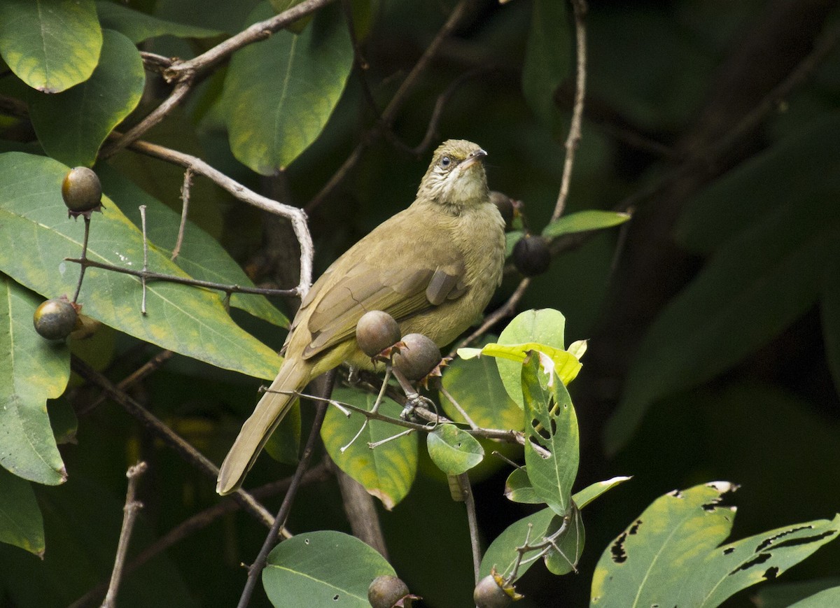 Streak-eared Bulbul - ML646281961