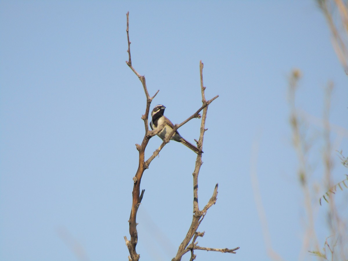 Black-throated Sparrow - ML646281963