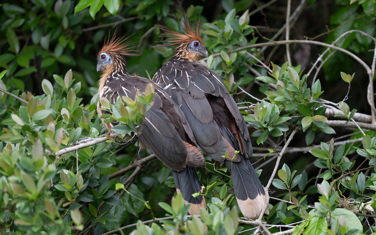 Hoatzin - ML646281964