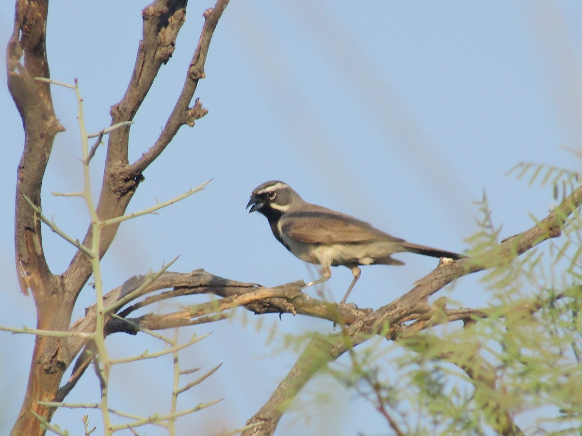 Black-throated Sparrow - ML646281965