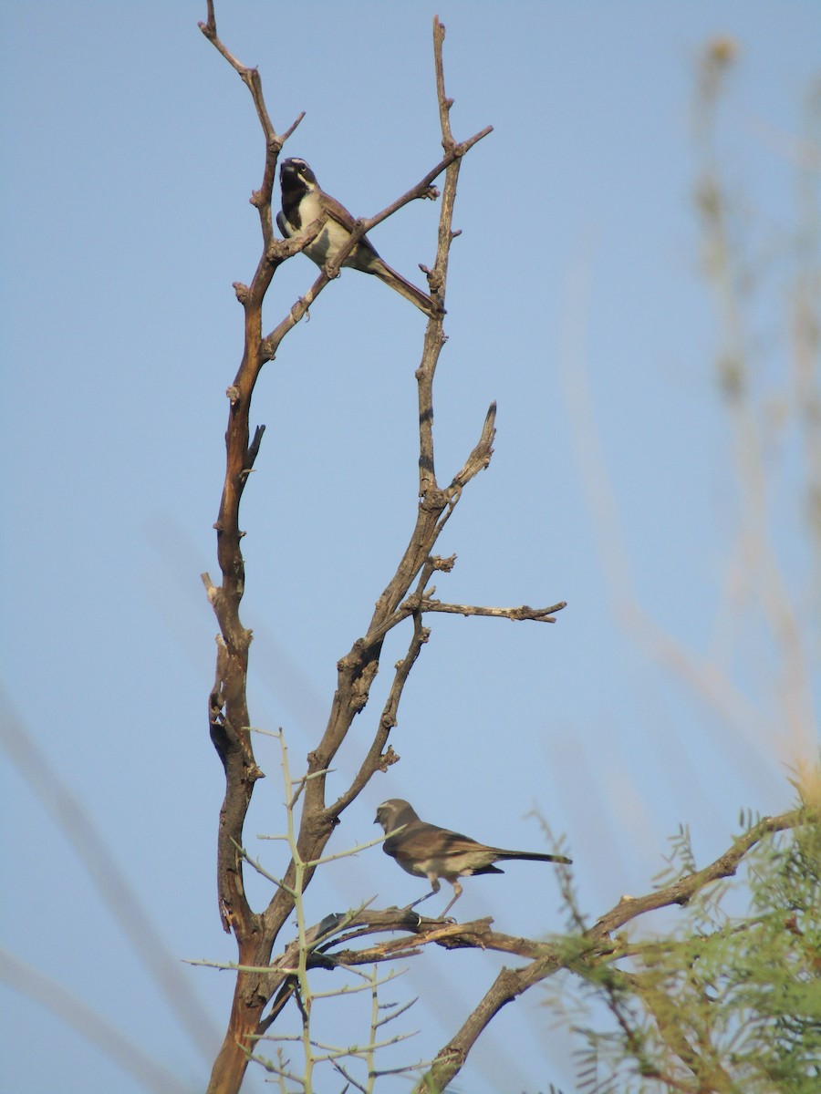 Black-throated Sparrow - ML646281966