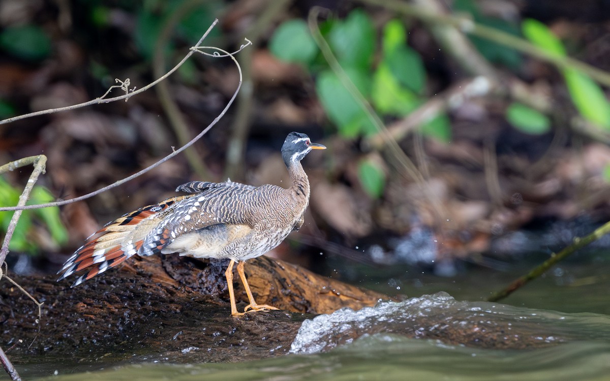 Sunbittern - ML646281967