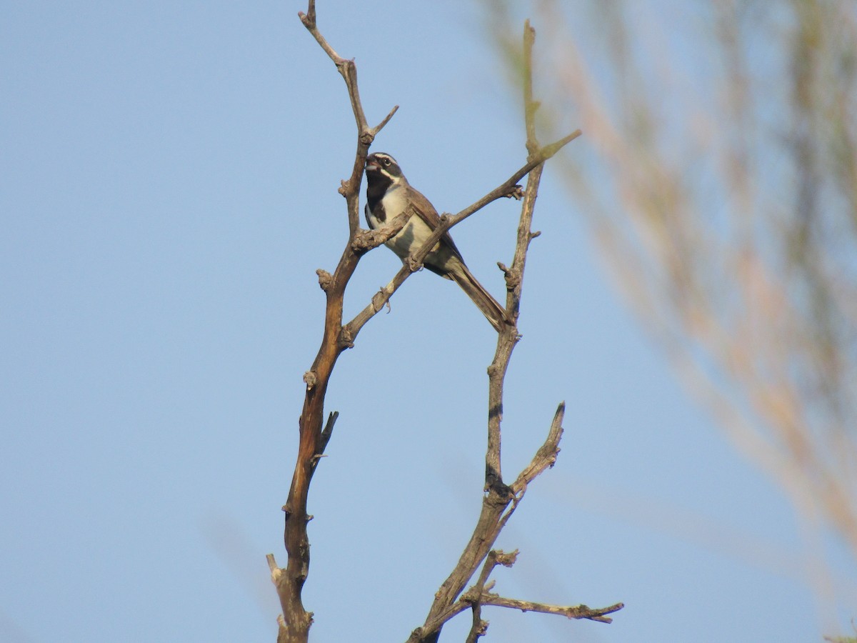 Black-throated Sparrow - ML646281968