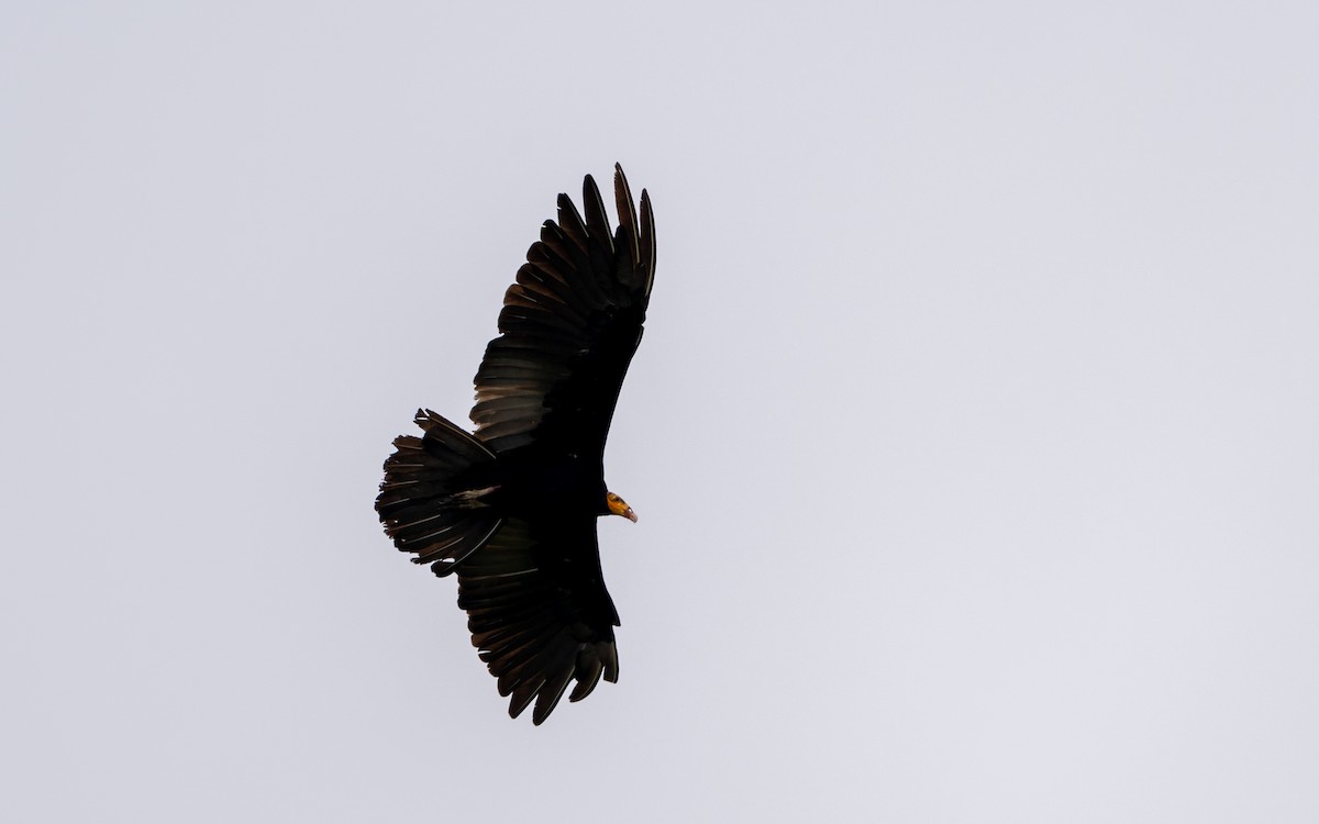 Greater Yellow-headed Vulture - ML646281969
