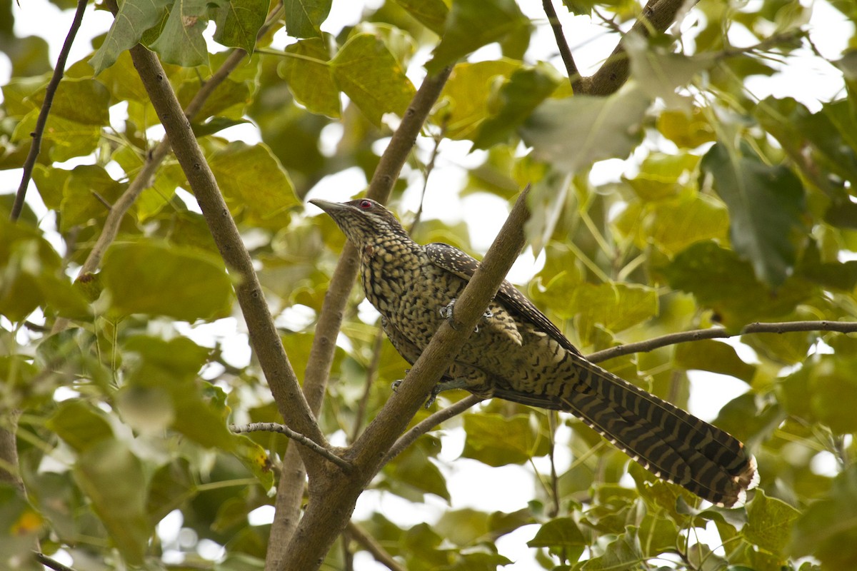 קואל אסייתי - ML646281970