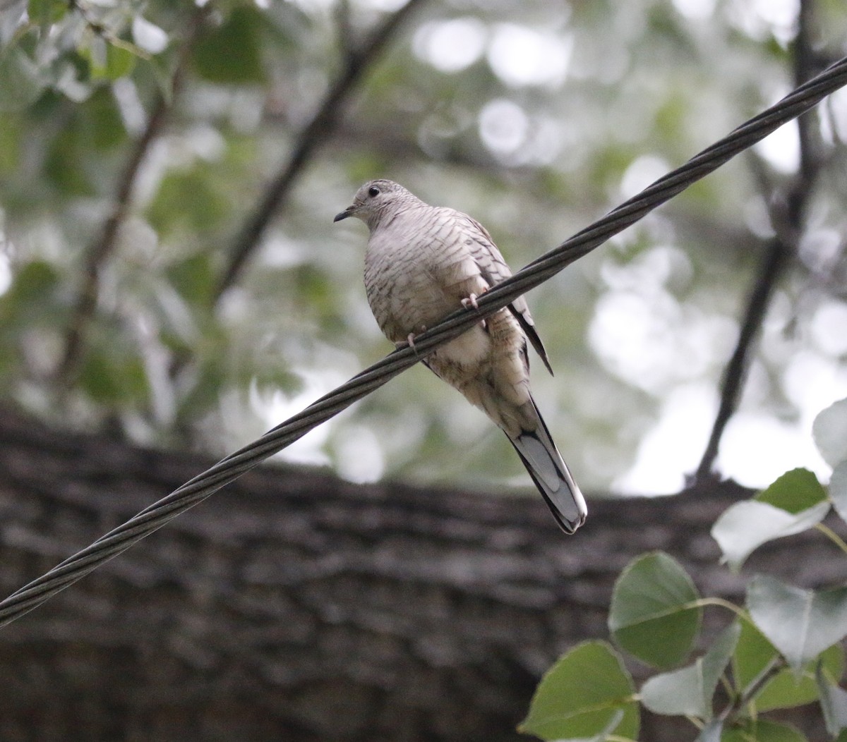 Inca Dove - ML646281971