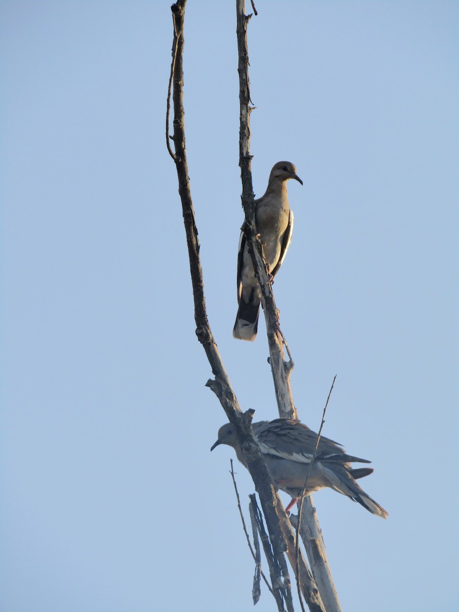 White-winged Dove - ML646281972