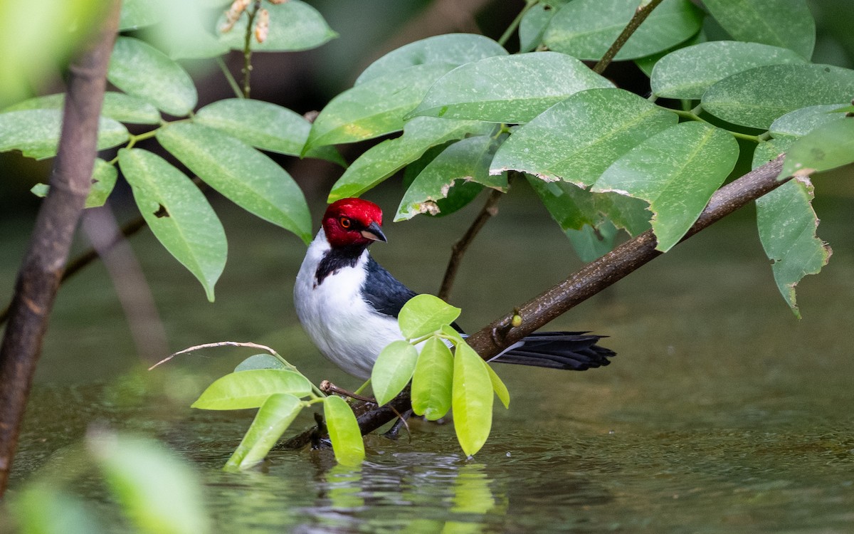 Red-capped Cardinal - ML646281973