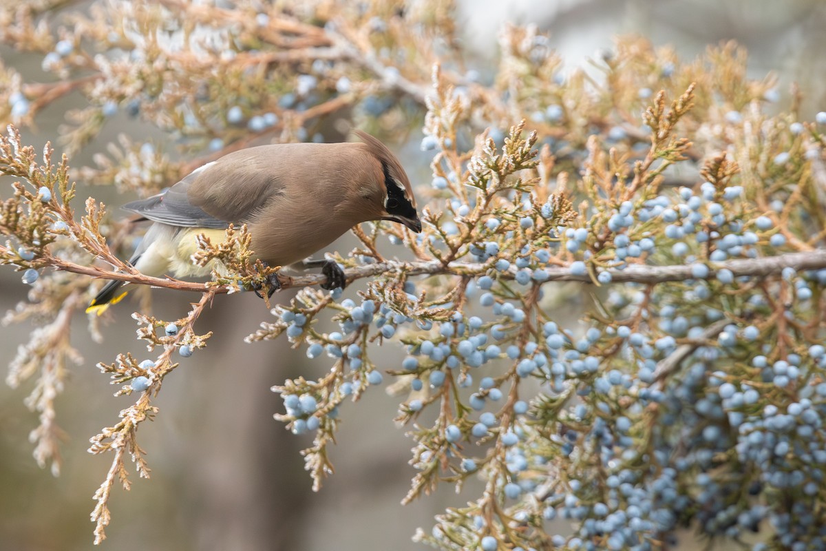 ציצנית אמריקנית - ML646281974