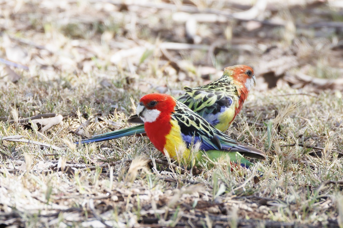 Eastern Rosella - ML646281975