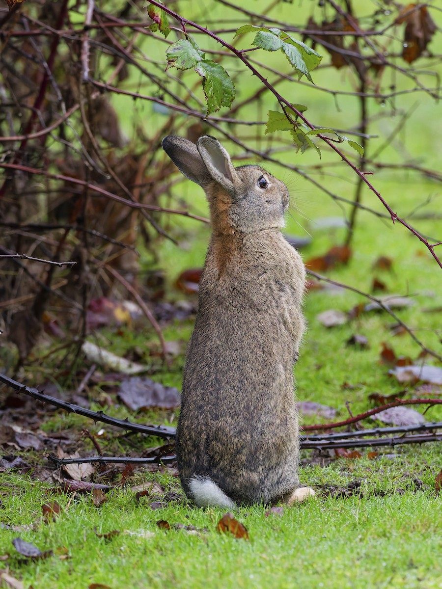 Eastern Cottontail - ML646281976