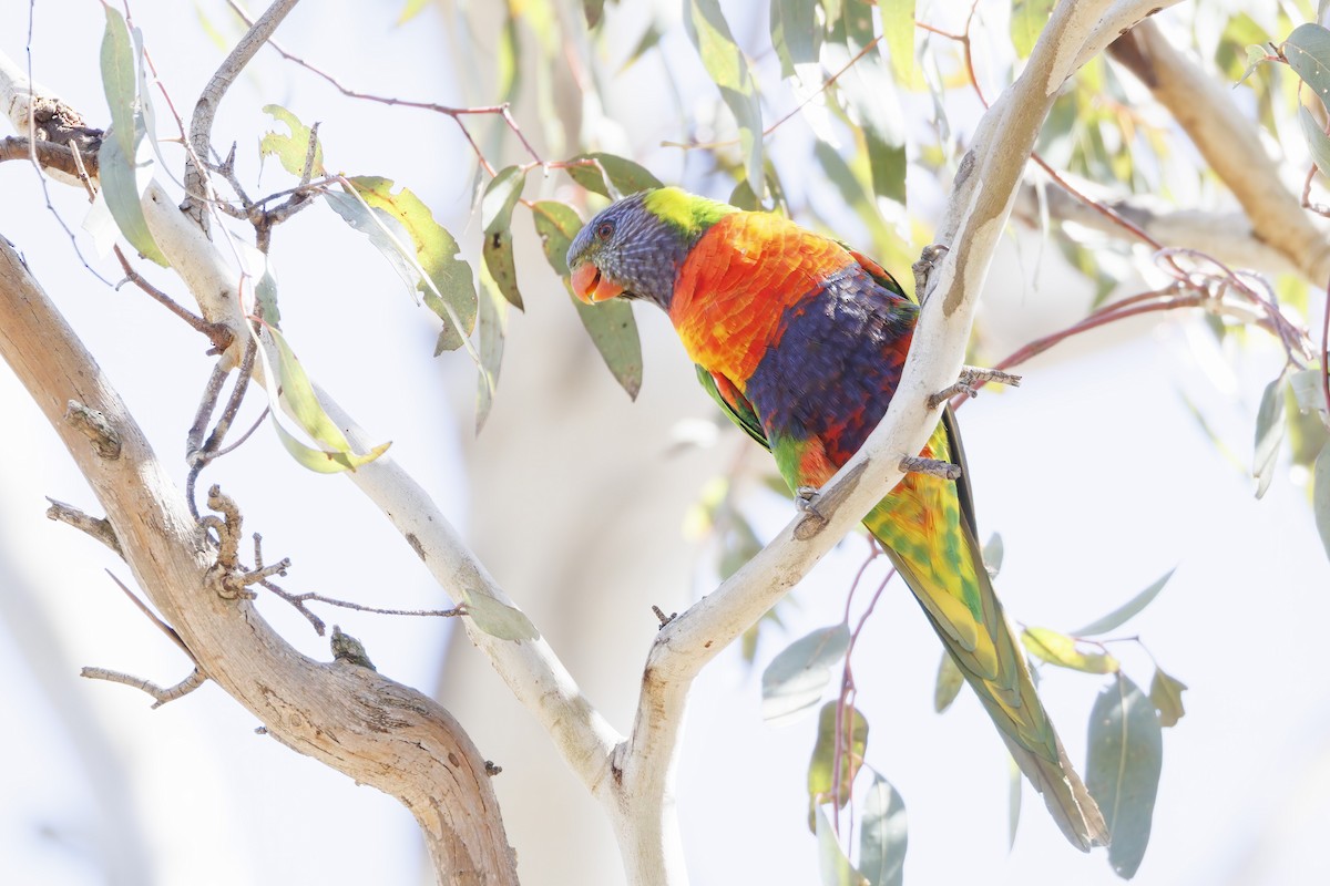 Rainbow Lorikeet - ML646281981