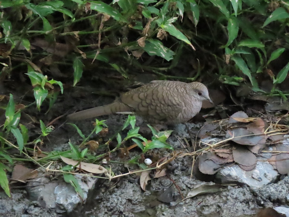 Inca Dove - ML646281982