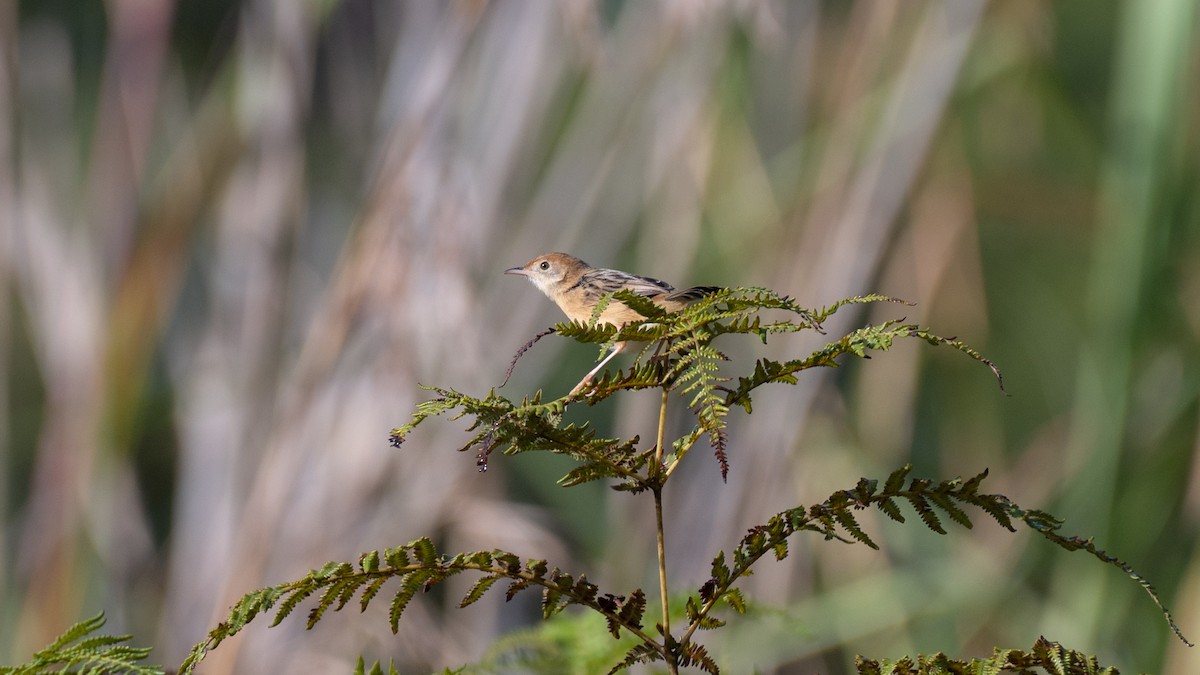 Golden-headed Cisticola - ML646281983