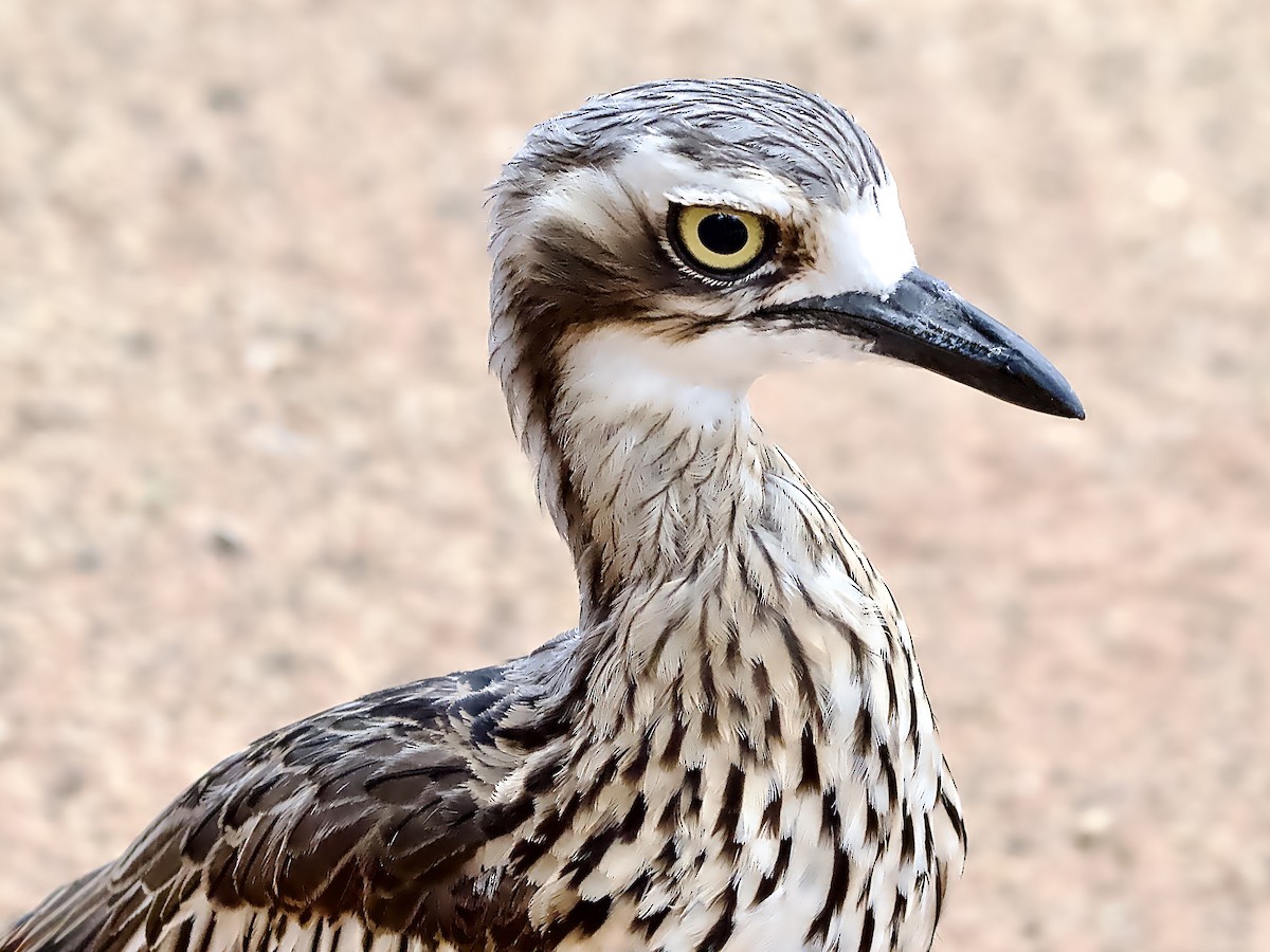 Bush Thick-knee - ML646281991