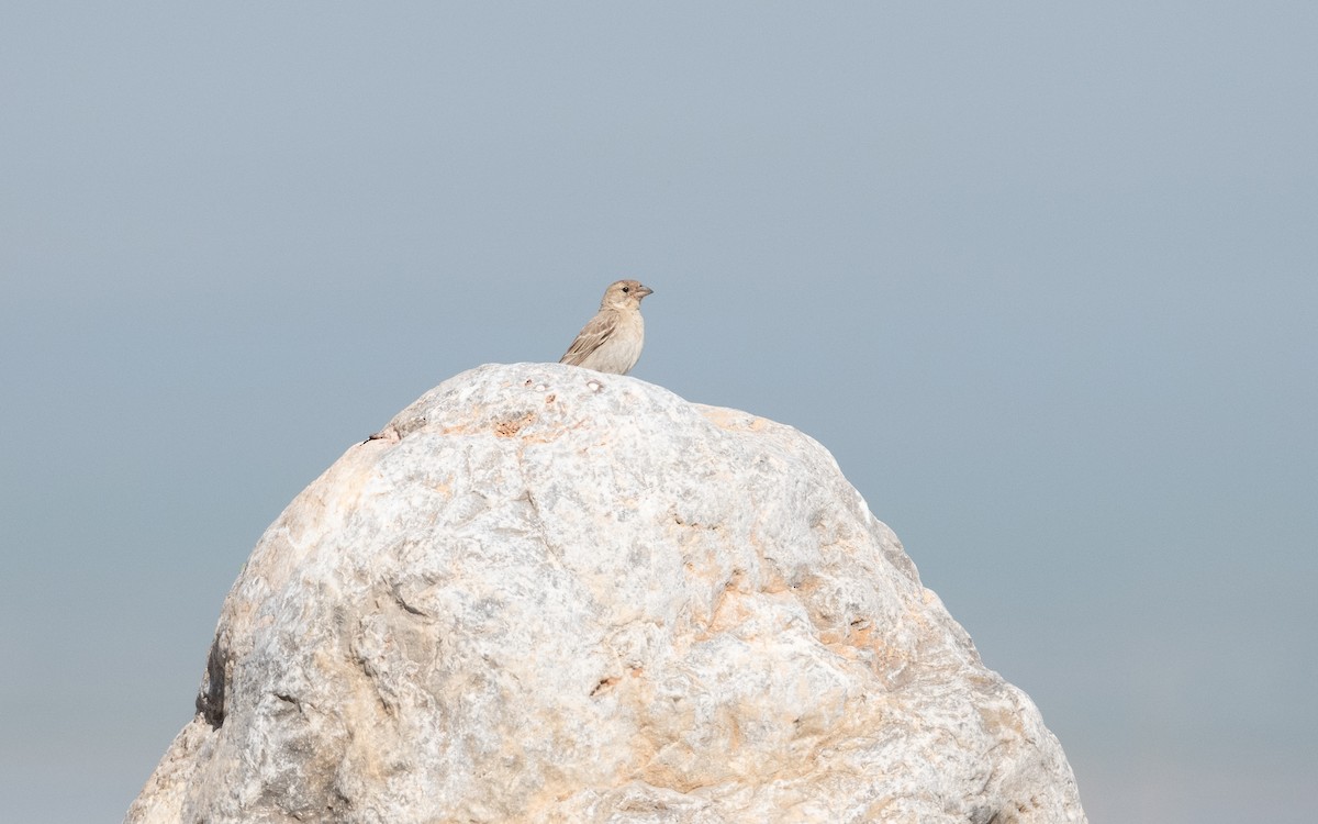Pale Rockfinch - ML646281996