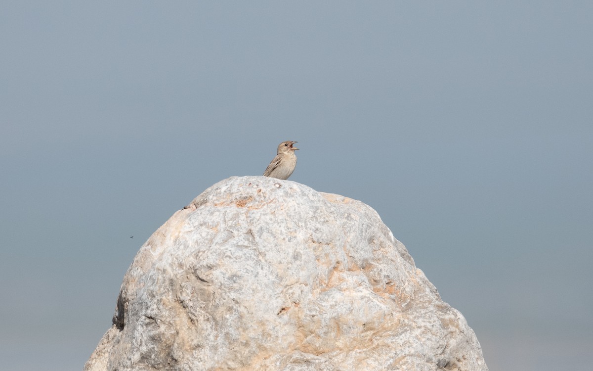 Pale Rockfinch - ML646281997