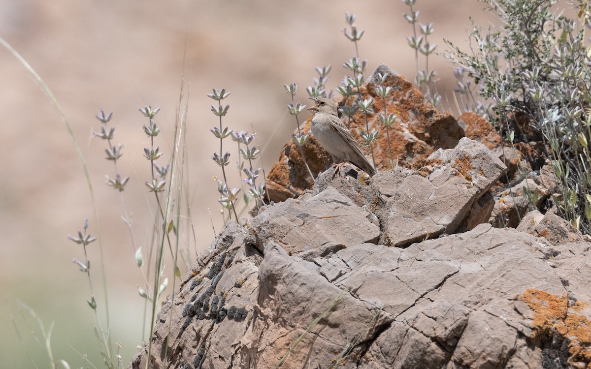 Pale Rockfinch - ML646281998