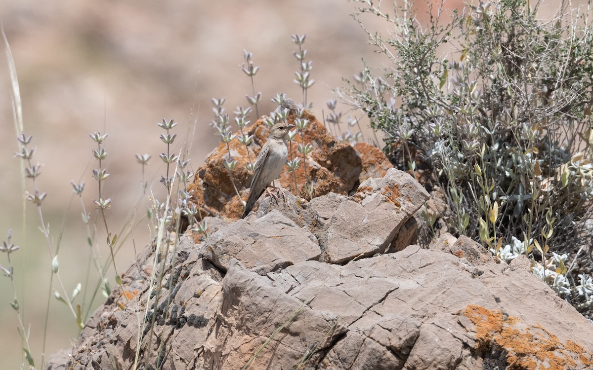 Pale Rockfinch - ML646282001