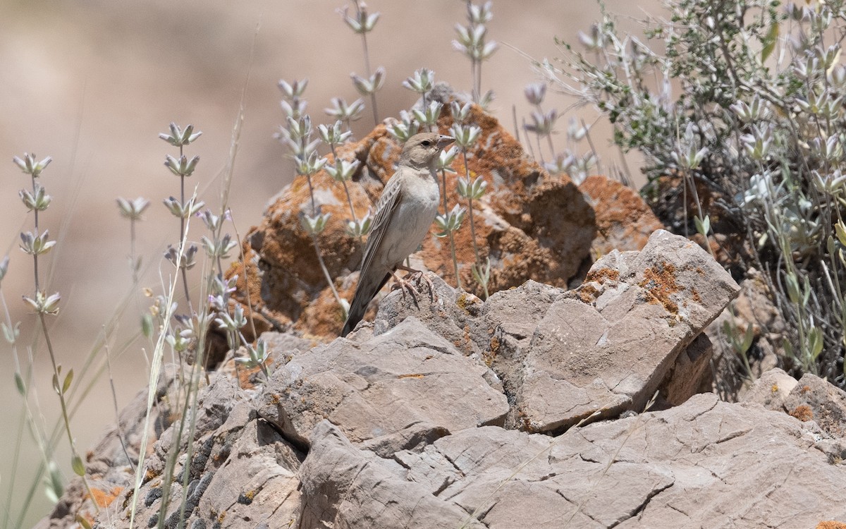 Pale Rockfinch - ML646282002