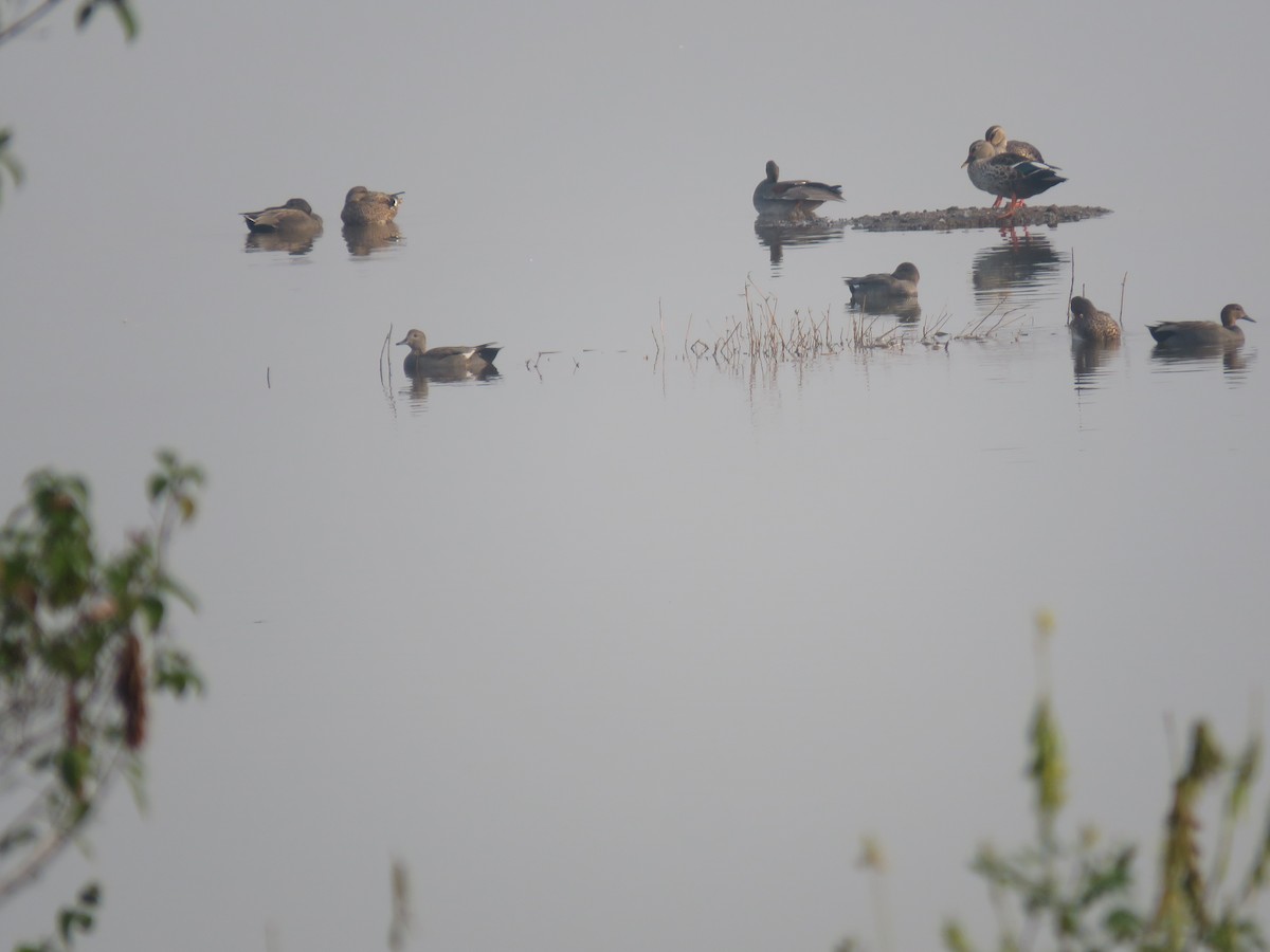 Boz Ördek - ML646282011