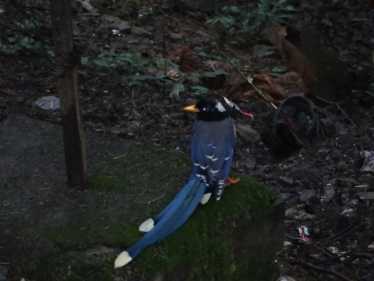 Yellow-billed Blue-Magpie - ML646282018