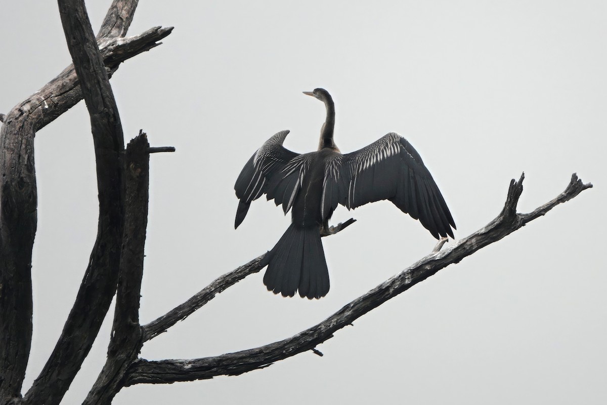 Doğu Yılanboyunu - ML646282019