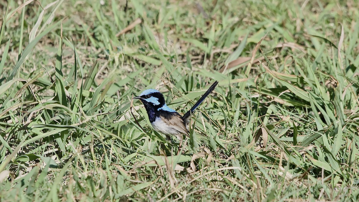Superb Fairywren - ML646282022