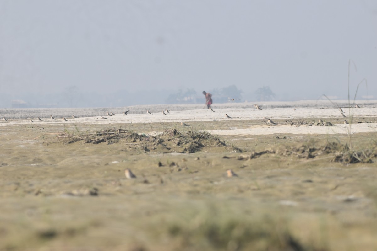 ouhorlík malý - ML646282023