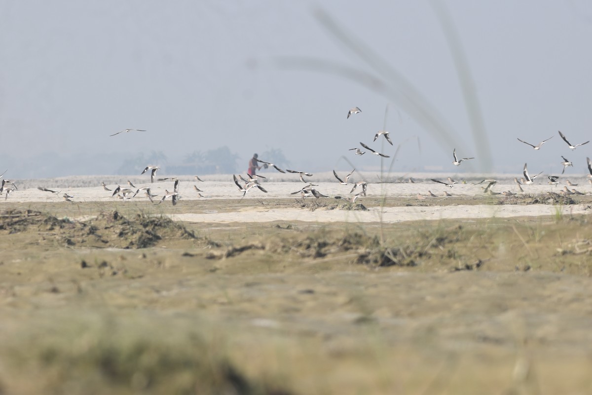 ouhorlík malý - ML646282025