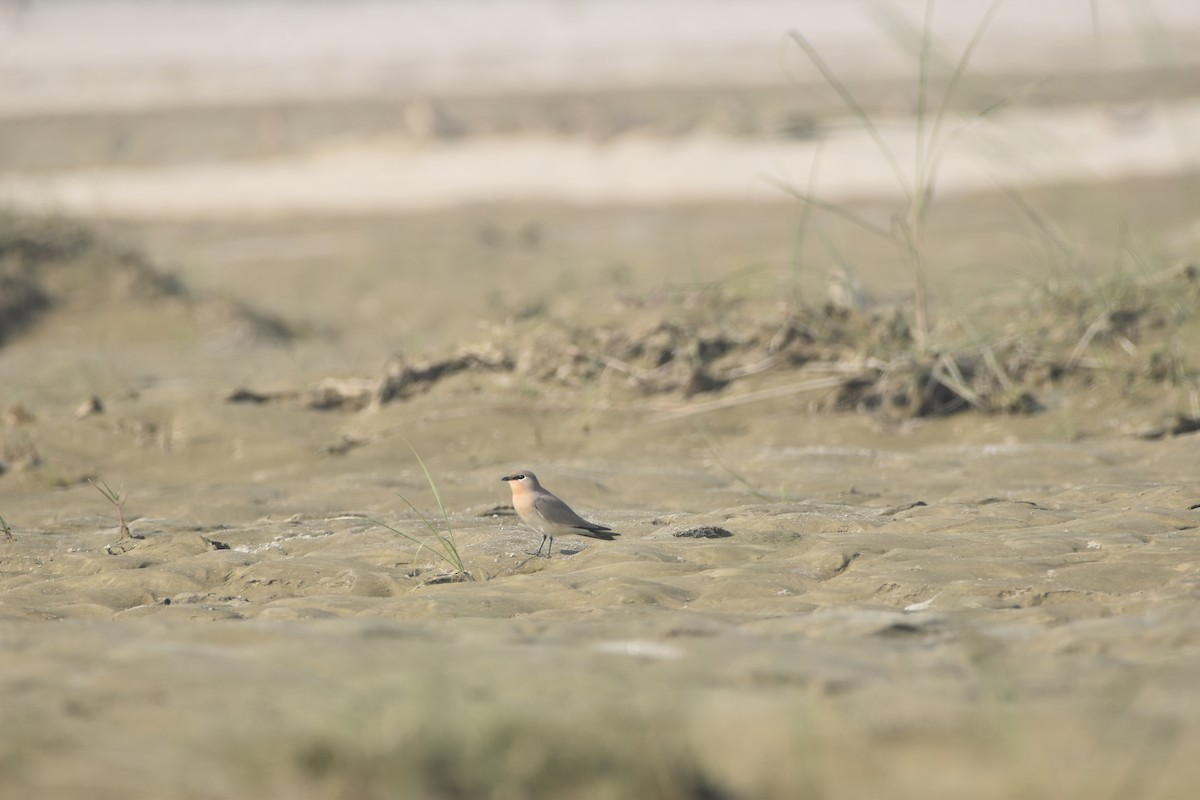 ouhorlík malý - ML646282026